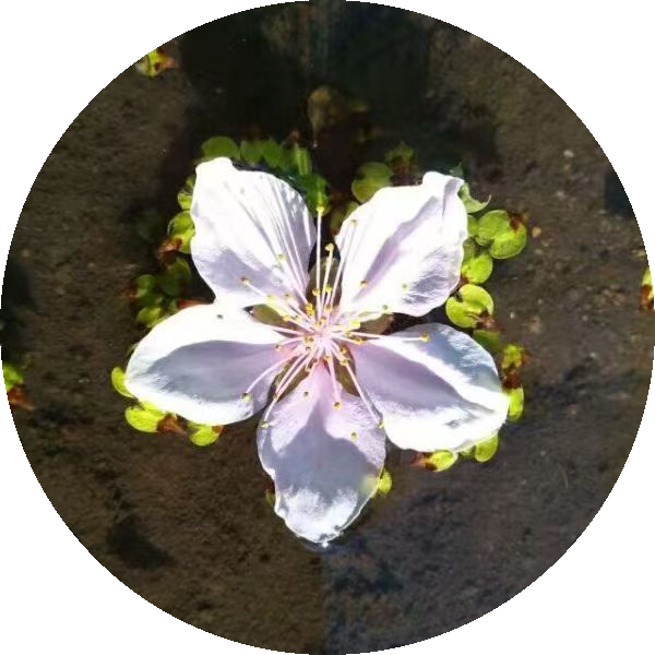 VimalinxOS 的白色小花标识